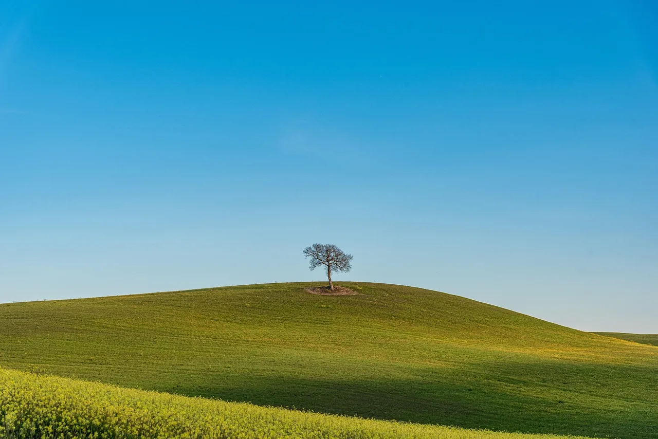 natur, felt, byg, landbrug, eftermiddag, himmel, horisont, vildblomster, toscana, italien, blå himmel, green field