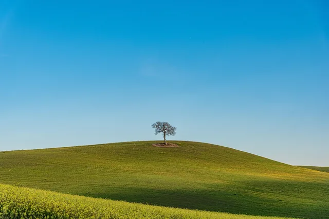 natur, felt, byg, landbrug, eftermiddag, himmel, horisont, vildblomster, toscana, italien, blå himmel, green field. Bæredygtighedskrav i dansk erhvervsliv: Rapportering, indkøb og dokumentation